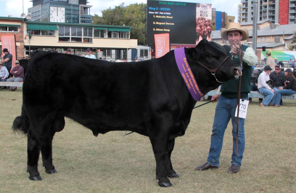 Michael Mamo, Balamara Limousin stud with Myers King of Hearts - the grand champion Limousin bull.