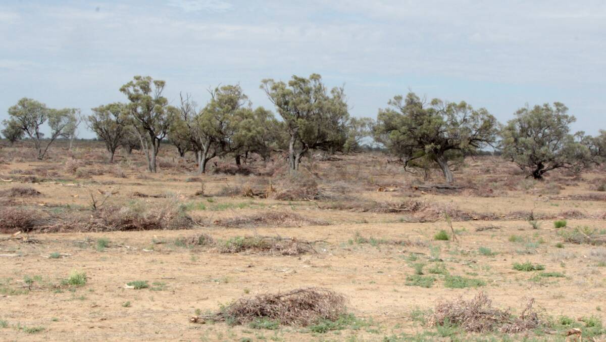 Clear air: Paddocks in the Blackall region after thinning has taken place under current codes. Picture: Sally Cripps.