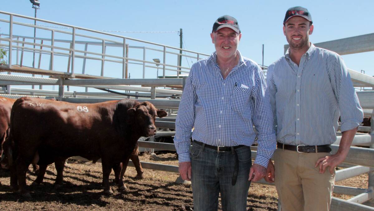 Anthony and Robert Close, KW Red Angus and Senepol stud, with some of the bulls in their draft of 31 offered.