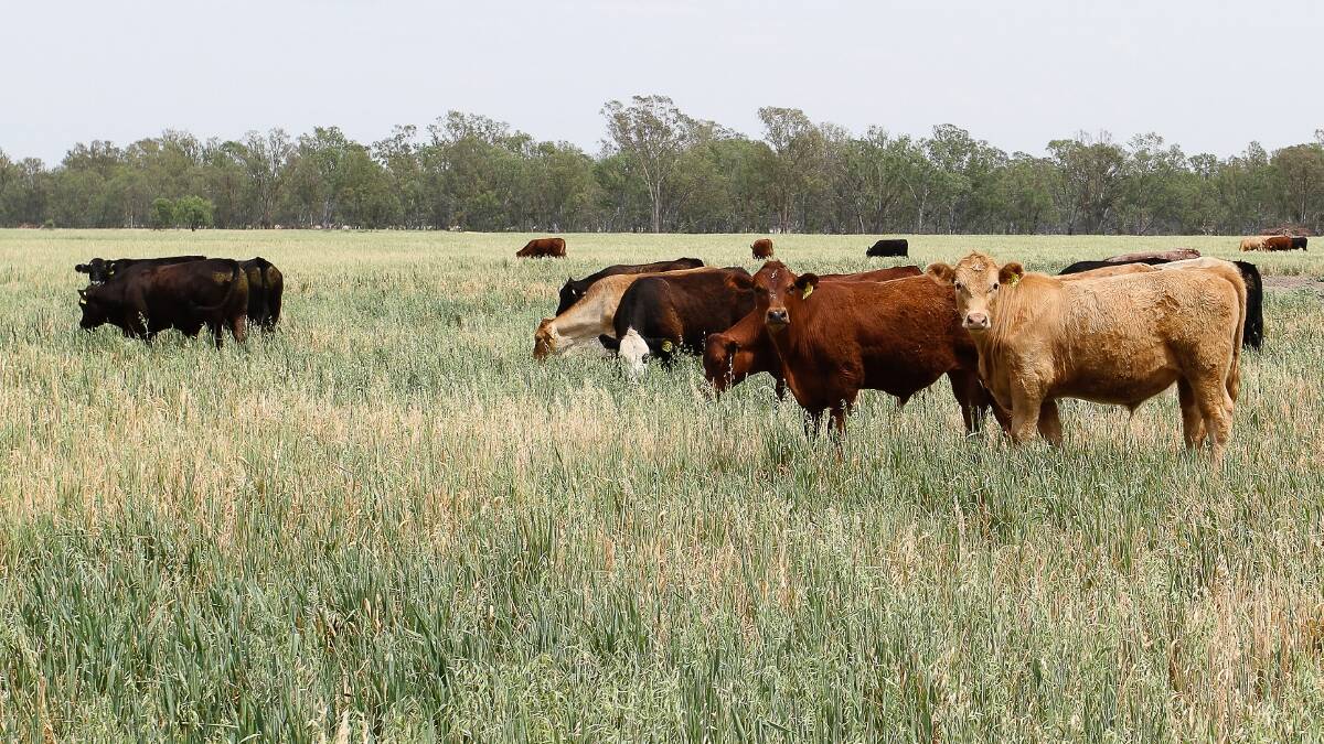 Some of the cattle on an oats crop.