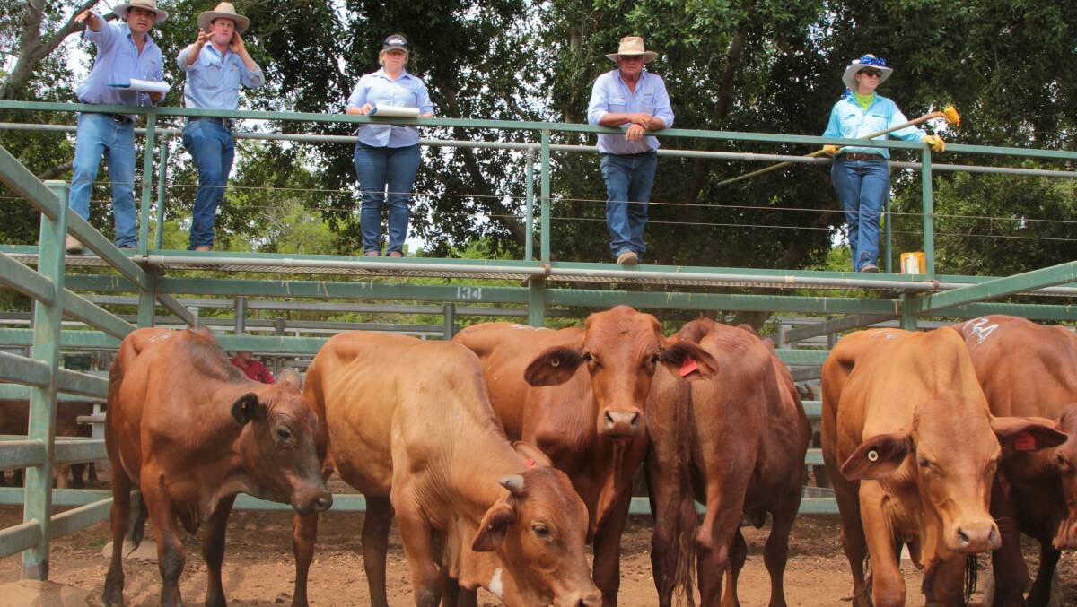The Blackall GDL team in action at the last Blackall cattle sale for 2016.