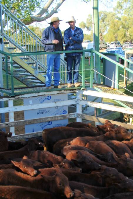 Blackall saleyards manager, Dave Carter, surveys the processing of a pen of organic cattle with Longreach livestock agent, Richard Simpson.