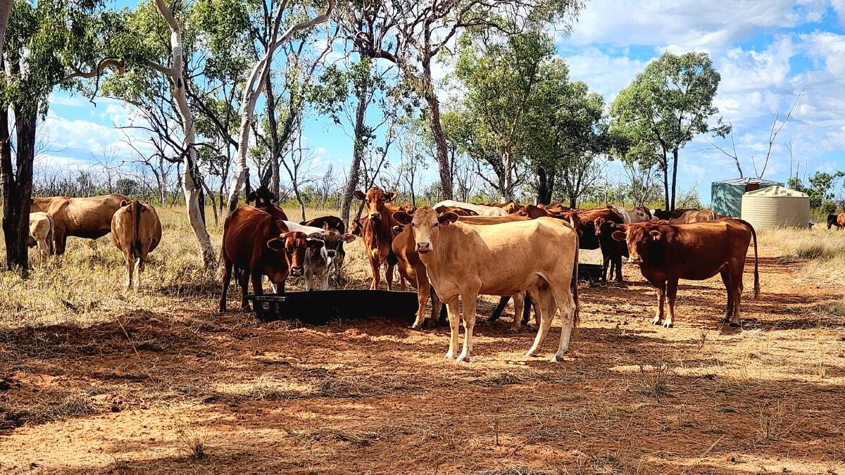 Cattle at Stratford Station, south of Jericho, on water for the morning. Picture: Sally Gall