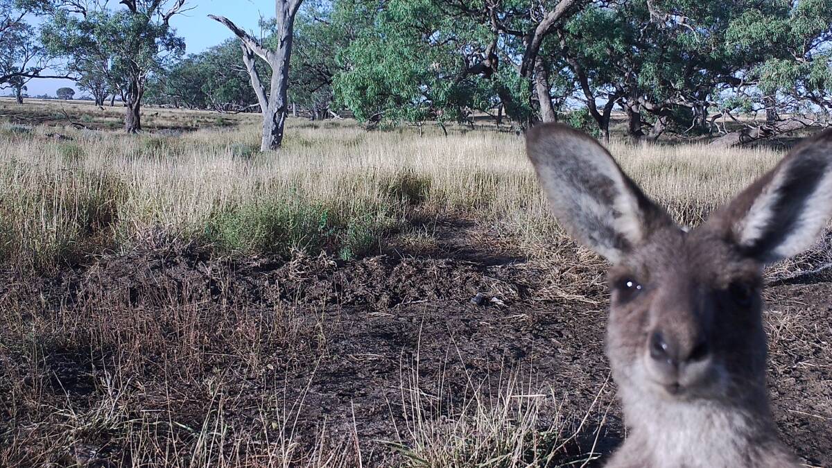 Peek-a-boo: A kangaroo inspects one of Matt Wilson's cameras on the eastern boundary of the Tambo cluster fence.