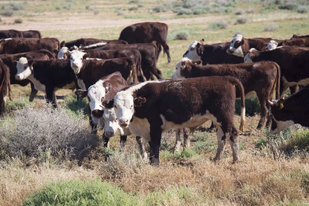Whiteface: The Brook family runs 40,000 head of organically certified poll Hereford cattle across its aggregation. Picture: Fiona Lake.