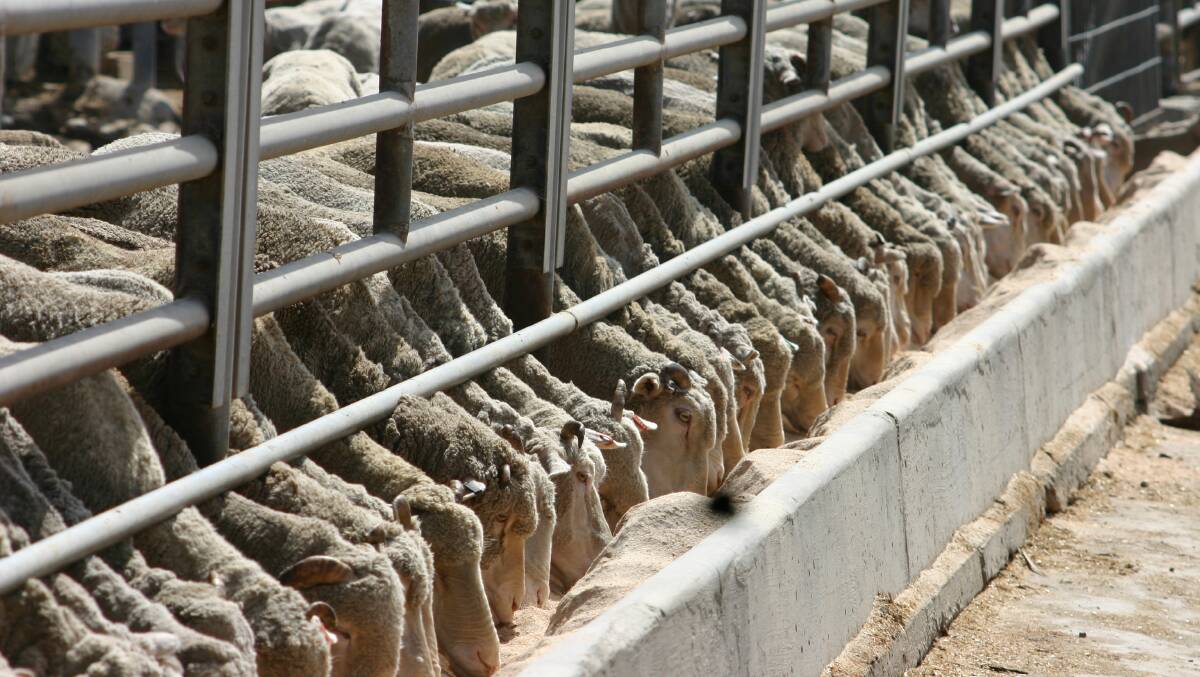 Exporters welcome report prioritising the resumption of Saudi sheep exports.