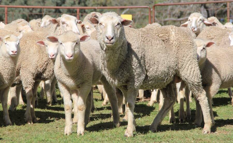 The top priced lot sold in NSW was $276, paid for 111 Border Leicester-Merino ewes and lambs, offered by Martin's, "Stockbridge", Guyra. 