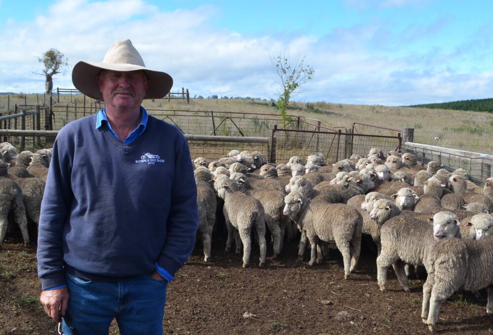 Peter Crawford, "Kimo Farm", Ando, with his pen of 103 Merino wether weaners, Yarrawonga/Adina blood, mulesed and unshorn sold for $88 at the annual Landmark Bombala circuit sheep sale, to buyer from Corowa. Photo: Stephen Burns