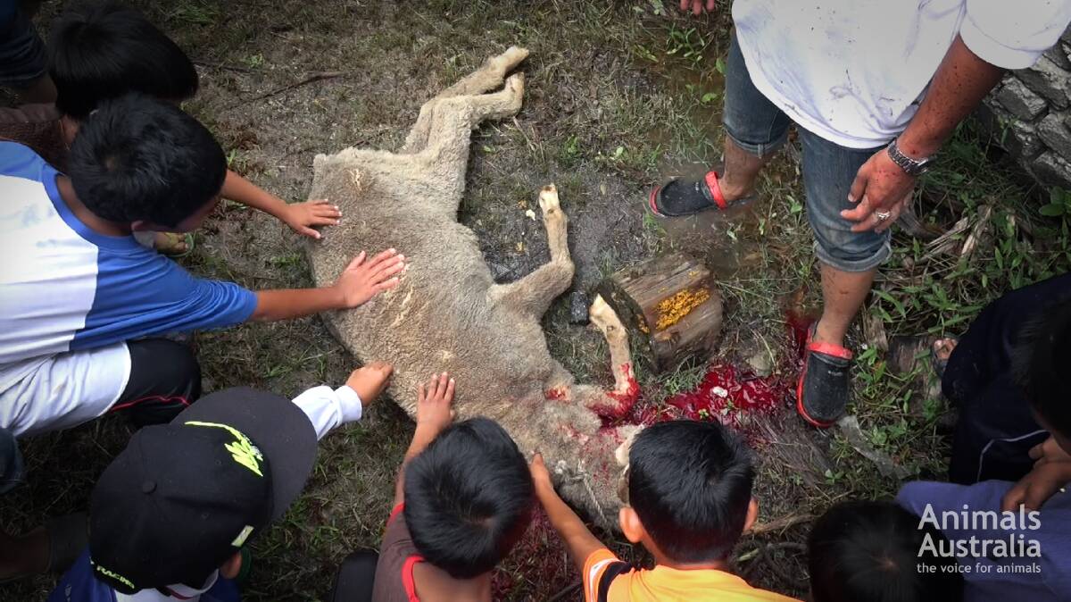 Malaysian abattoirs have been suspended from receiving Australian livestock following alleged repeat ESCAS breaches. 