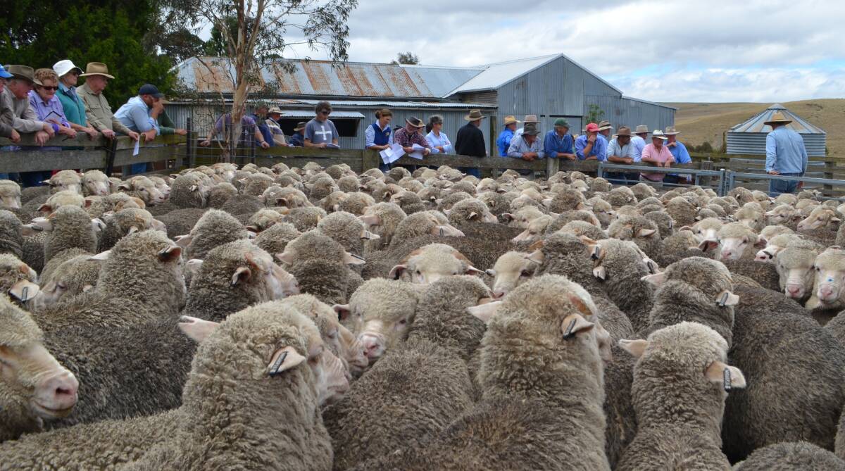 Classy Merino wether weaners for sale during the annual Landmark Bombala circuit sheep sale. Photo: Stephen Burns