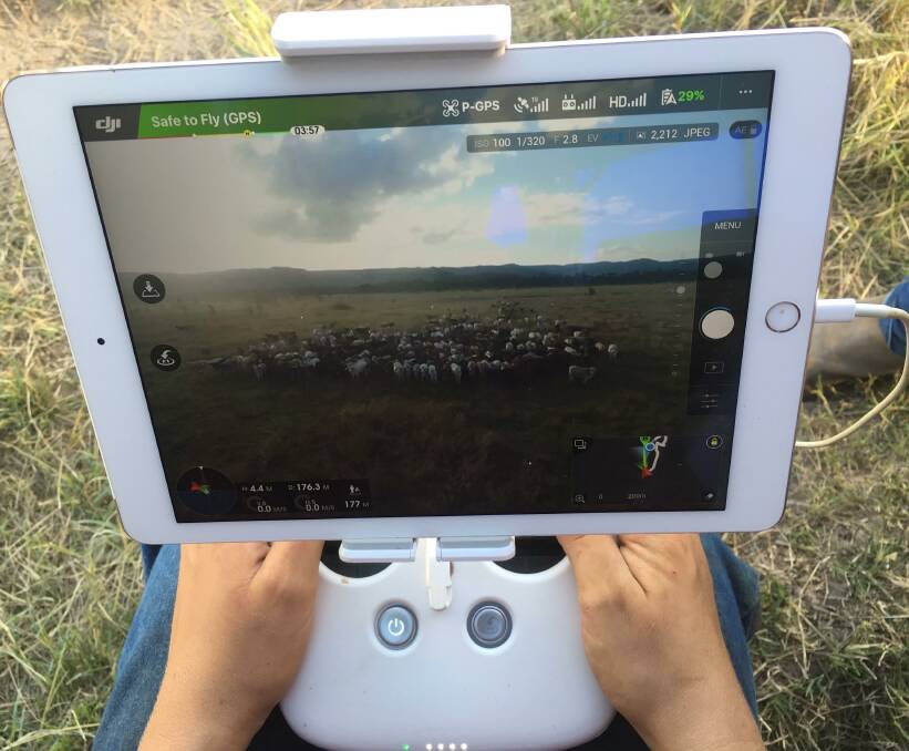 The DJI Phantom 3 live video feed tracking the cattle.