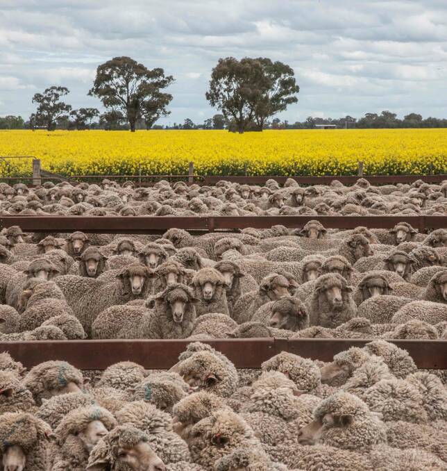 Colours in contrast: Another of Chantel McAlister's classics, this time taken in the Riverina. 