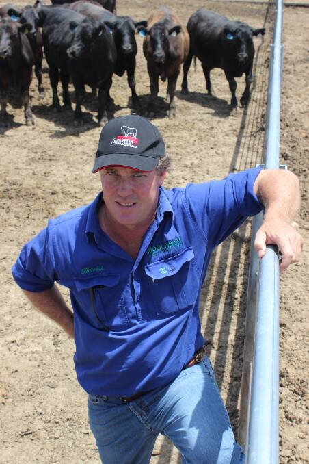 Hamish McIntyre is also looking forward to trialing some Wagyu genetics in his Angus based 2500-head herd this year. 