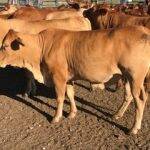Police seek assistance on stolen Texas cattle