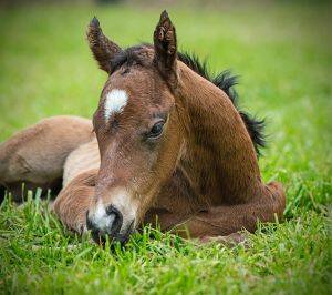 Healthy foal: The filly is Black Caviar's third foal. Photo: Georgina Lomax Photography
