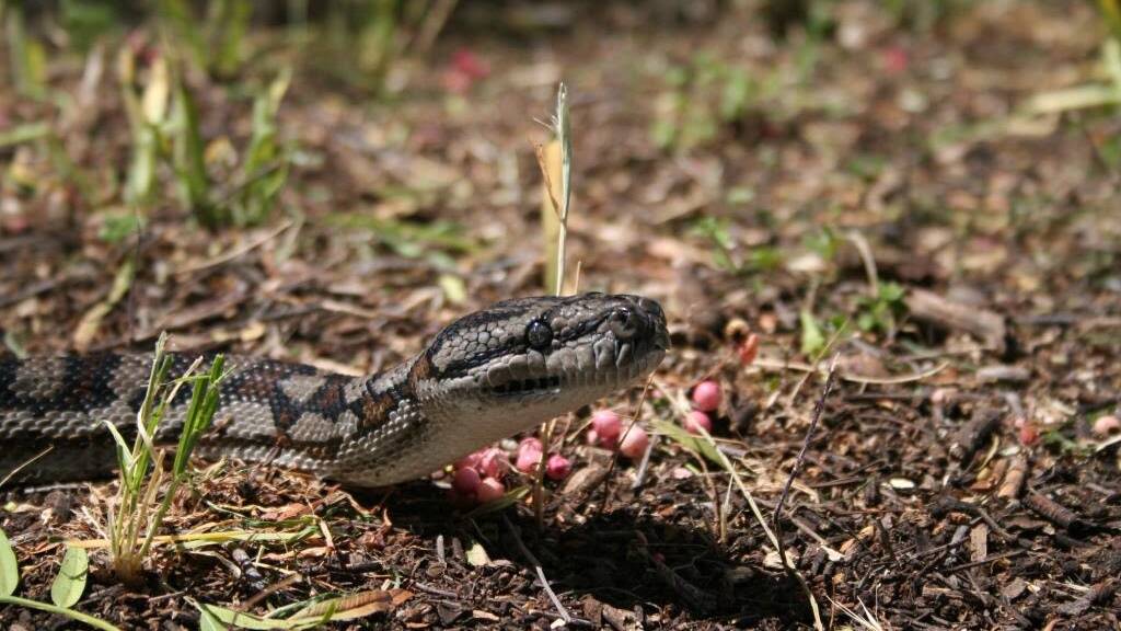  Carpet Python, Morelia spilota. Photo: Ben Corey