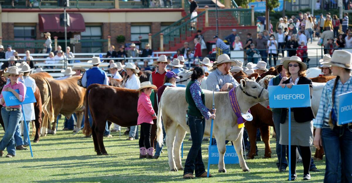 Some of the country's best seedstock will be paraded in the parade of champions at this years Royal Queensland Show, with 1091 head nominated for competition. 