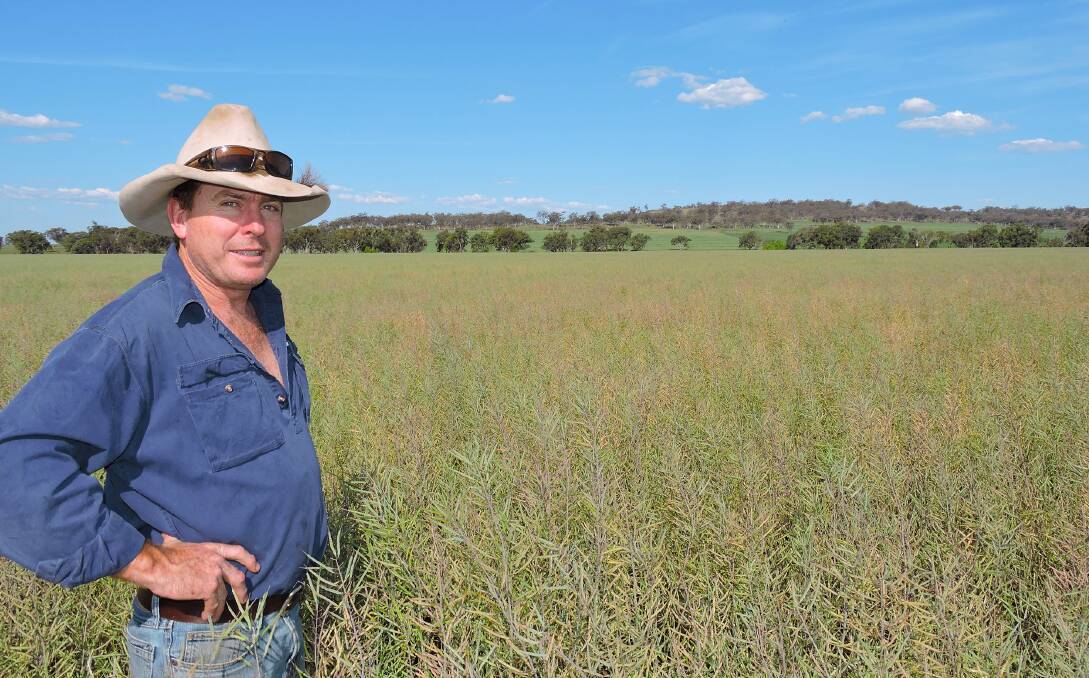 Grain and Graze: lnverell mixed-farmer John Thompson has seen productivity gains since first growing the canola in 2014.