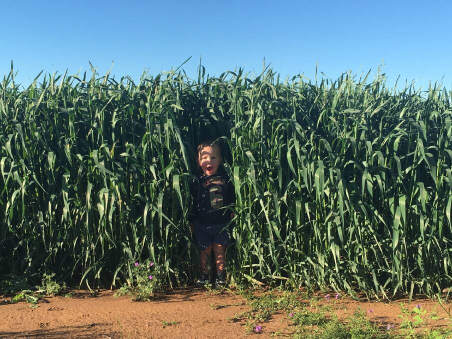 Tommy Marlow was also impressed with the oats crop on his grandparents' property, Coolibah, 12km south of Roma. 