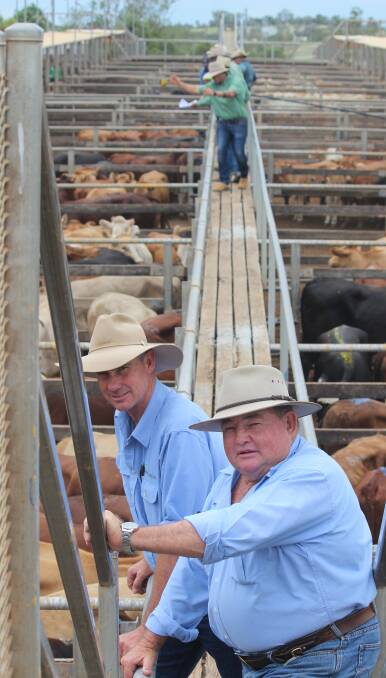 GoPro: Phil Edwards, Livestock Exchange and Terry Hyland, Roma Saleyards. Sales will be filmed on a GoPro by Livestock Exchange and streamed on the internet. 
