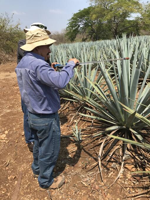 An Agave grower in Tequila, Mexico examines his crop which is ready to harvest. Each plant weighs more than 100kg. Photographer: MSF Sugar General Manager Business Development, Hywel Cook.
