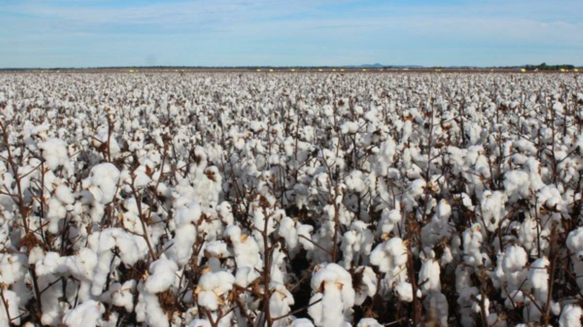 A good news story for cotton