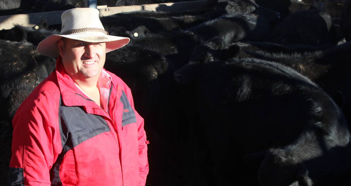 In demand: Bryan Bidgood was at the Roma Store Sale to see his brother's Angus cross steers and heifers go under the hammer on Tuesday. 