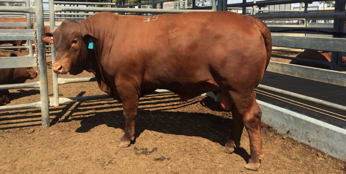 TOP PRICE: The CQ Senepol Sale top priced bull, $9500 Wiangaree Park J102 purchased by the Maynard Family, 5 Star Senepols.