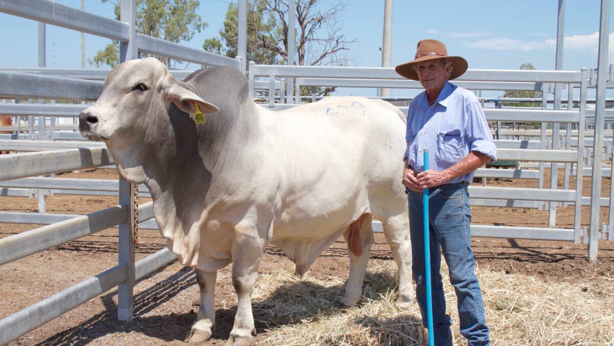 Top seller on the final day was the $14,000 Doonside 2101 (S). The 25-month-old, 876kg grey Brangus herd bull is seen with his breeder, Bill Geddes, Doonside Stud, Barmoya. Picture: Kent Ward