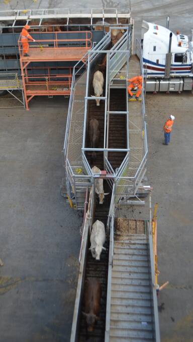 A total of 18,600 feeder cattle were loaded onto the live export vessel Ocean Drover at the Port of Townsville over the weekend with the consignment bound for Indonesia