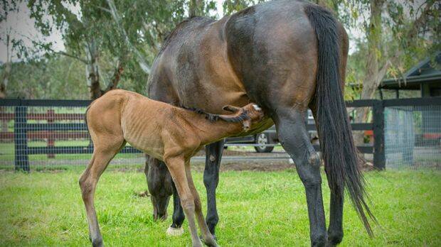 Nature and nurture: The Snitzel filly stays close to mum. Photo: Georgina Lomax Photography