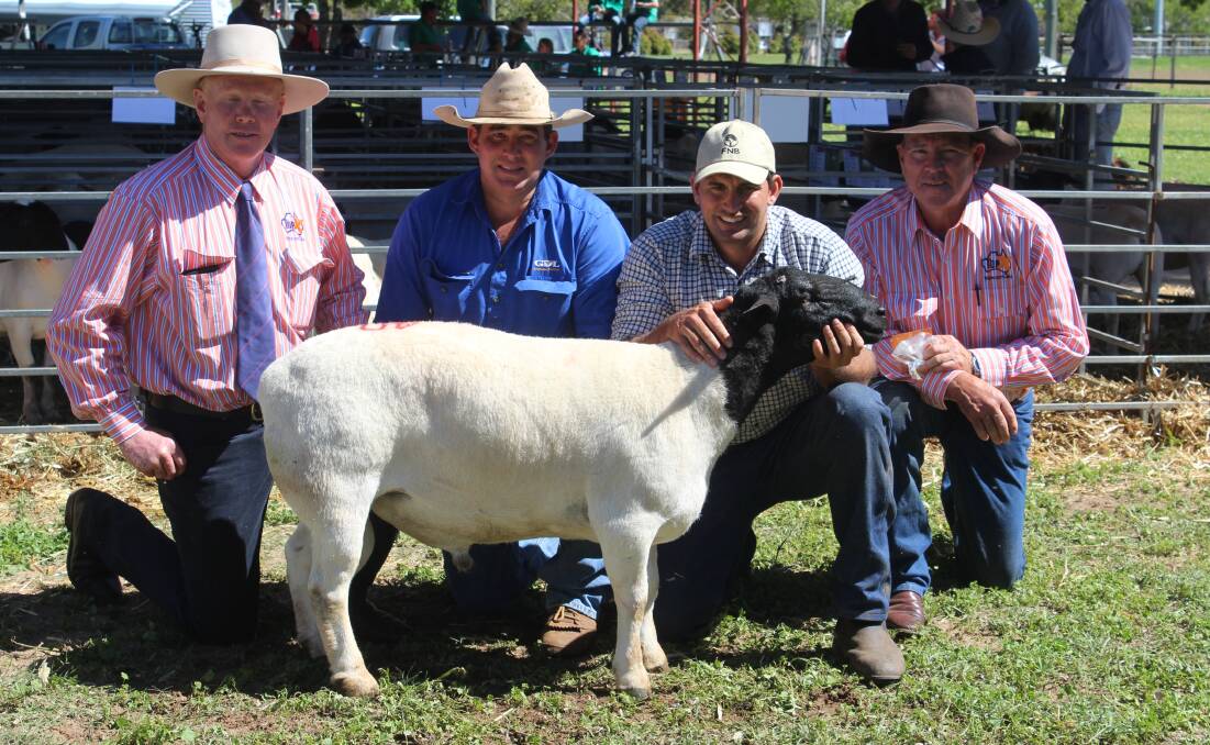 Auctioneer George McVeigh, TopX, Warwick congratulated Anthony Hyland, GDL St George who purchased the top price ram on behalf of Murray Beardmore, St George. Pictured holding the $3800 ram is vendor, Louwrens Smit, Smit Dorpers, St George and Jim Ross, TopX, Warwick. 