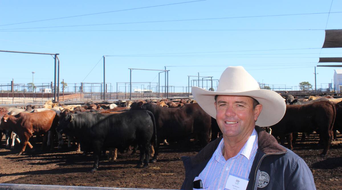 Rob Atkinson, Katandra, Hughenden, looks over his Angus Droughtmaster cross steers which won Class 37 100 Day Export and the highest average daily weight gain of 3.117kg. 