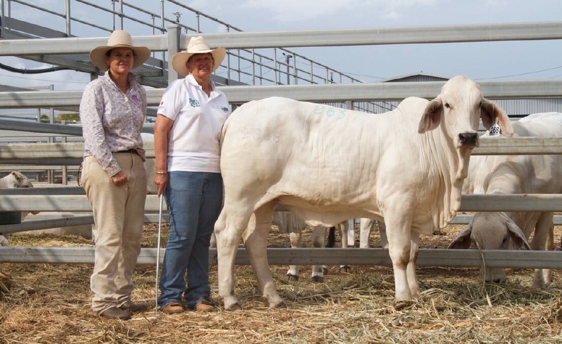 Day 1 top seller: Kenrol Miss Summit 2816 (AI) (H) sold to John and Sue Joyce, Tropical Cattle Stud, Ingham. for $15,000. The heifer was offered by Wendy Cole, Kenrol Stud, Gracemere, who is pictured with Trish Draper. 