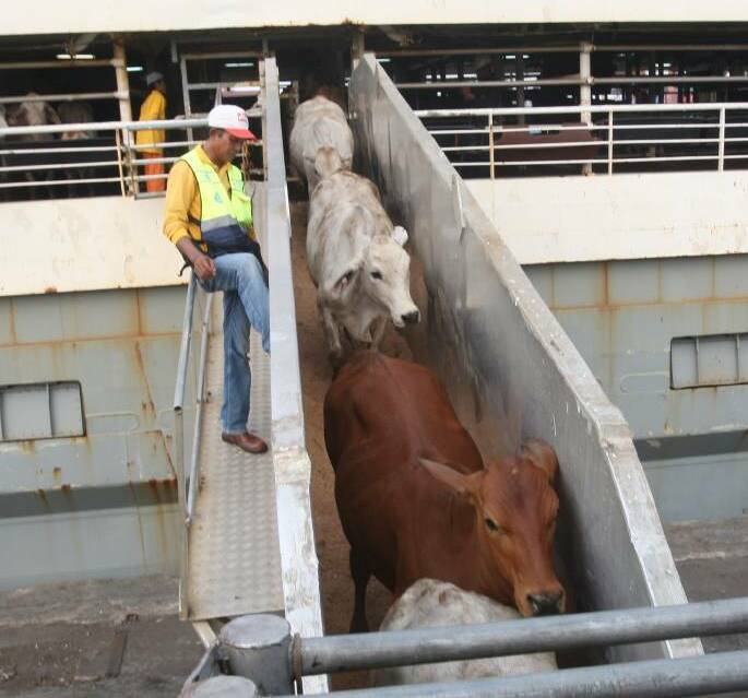 Indonesia increases weight limit for live feeder cattle