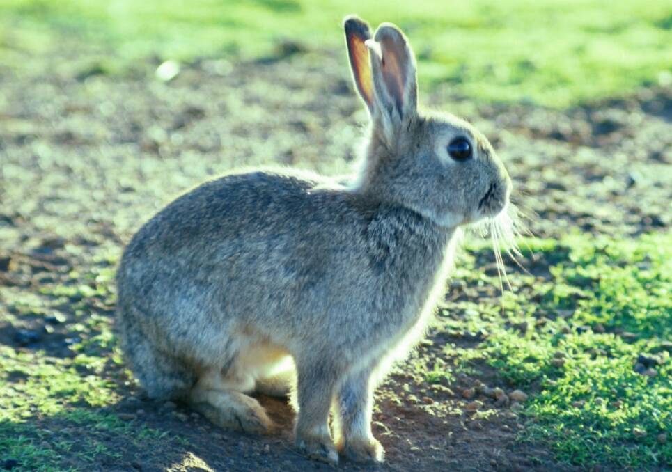 New virus strain to target rabbits