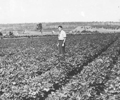 Arthur Kerr, Senior Queensland Government Advisor in Agriculture, inspecting a peanut crop in the Kingaroy region in 1945.