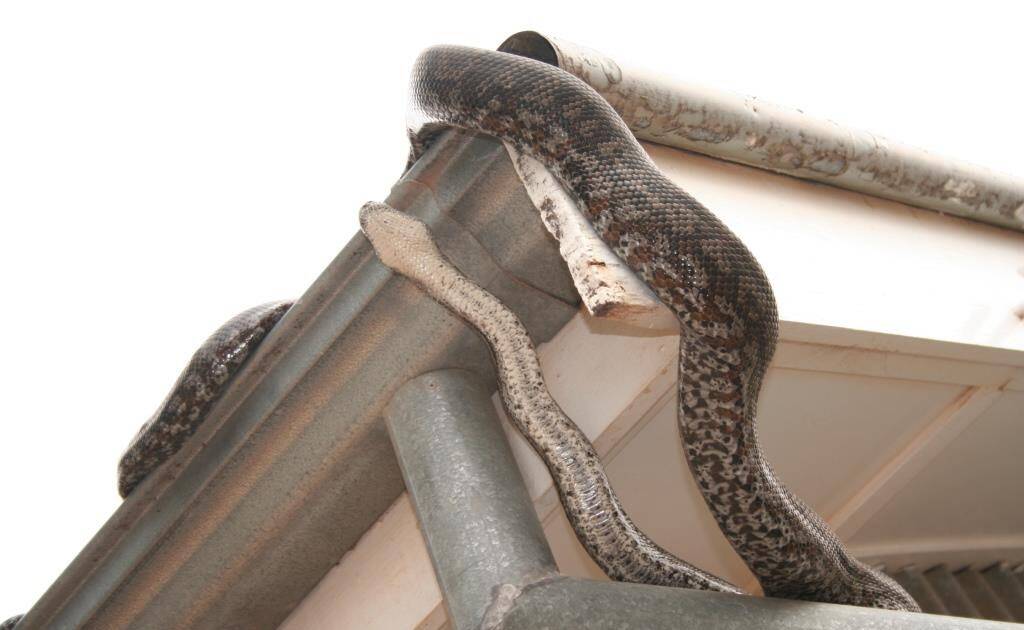 A carpet python coming out of a roof. Photo: Ben Corey