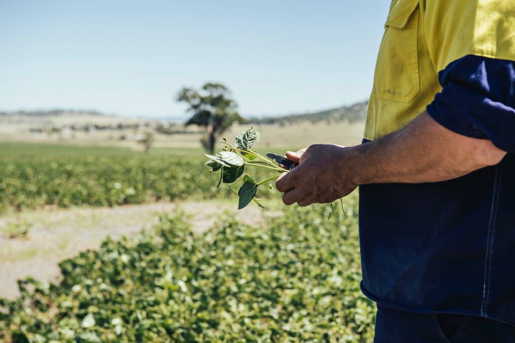 Mungbeans are an excellent option to factor in to the summer cropping program. AMA approved seed provides the best assurances for highest possible seed purity, best seedling vigour and minimised risk of seed-borne disease.