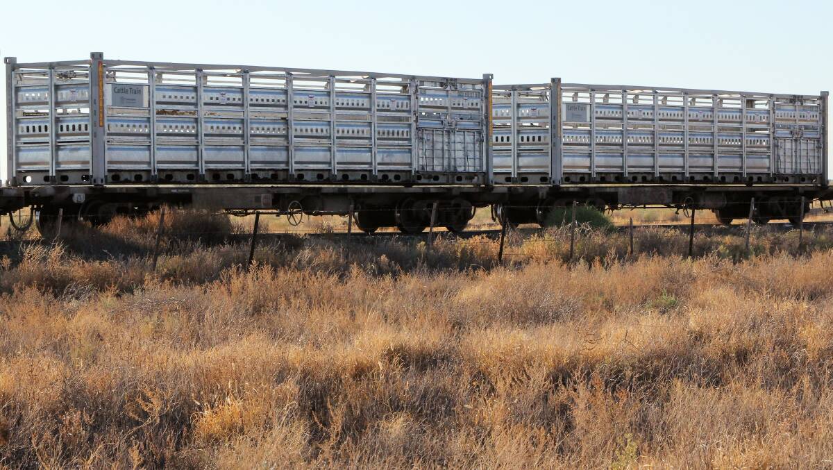 Not safe: The new cattle train wagons on the Queensland Rail network earlier this year. Picture: Sally Cripps
