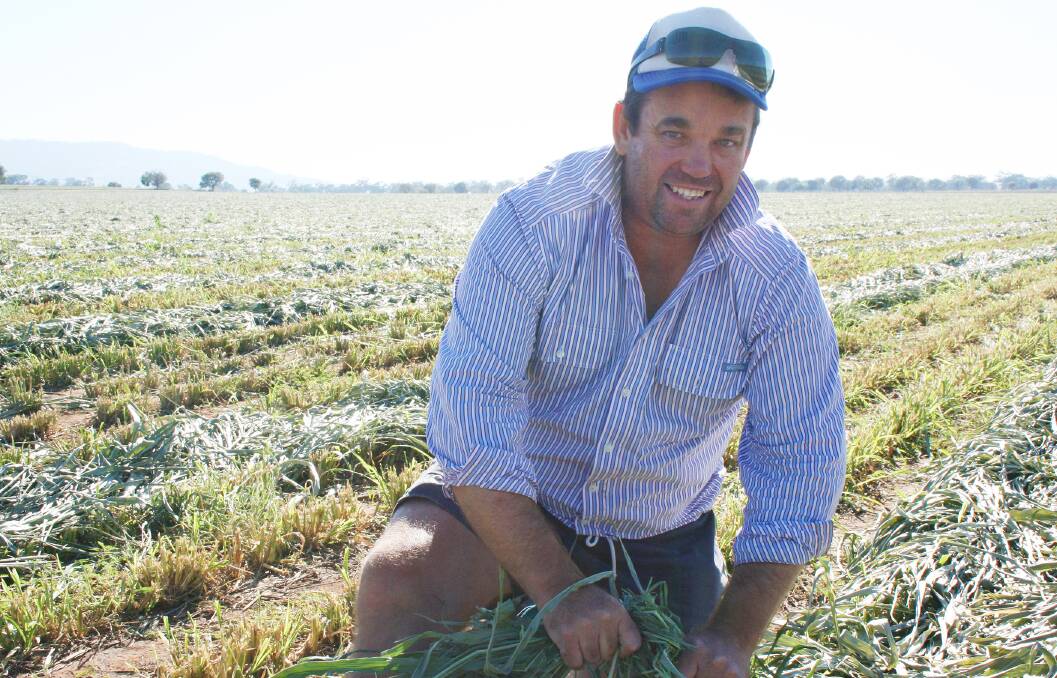 Agronomist and cropping manager of Kurrajong Park at Coolah, Andrew McFadyen, said the ‘backbone crop’ sorghum produced some great results this summer. 