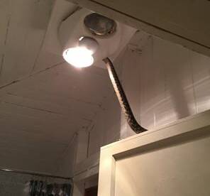 David and Kate Gordon snapped this carpet python moving back into their ceiling via a light on their property at Injune in December. 