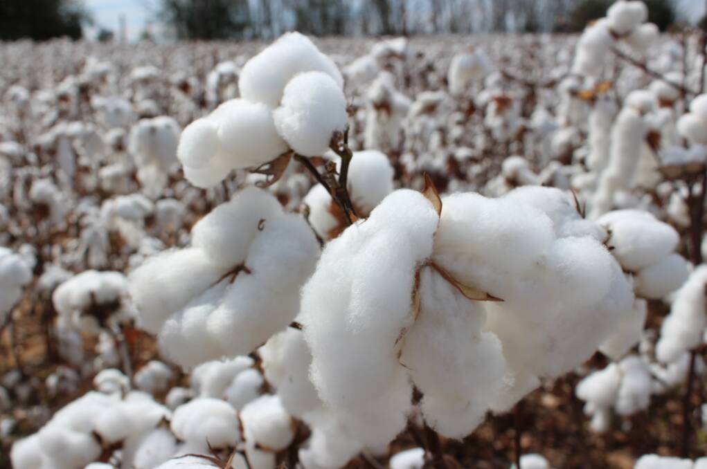 This is month's Australian Cotton Shippers Association column, Tim Storck leads up through the latest seasonal classing report. 
