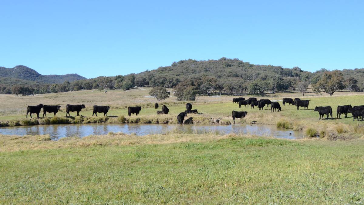 All cattle are yard weaned, which Brett Woods says creates a premium for his Angus weaners.