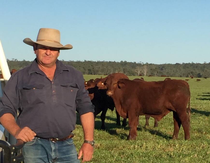 Rodney Dingle, "Wivenhoe", Mundubbera, with some of his Santa Gertrudis steers.