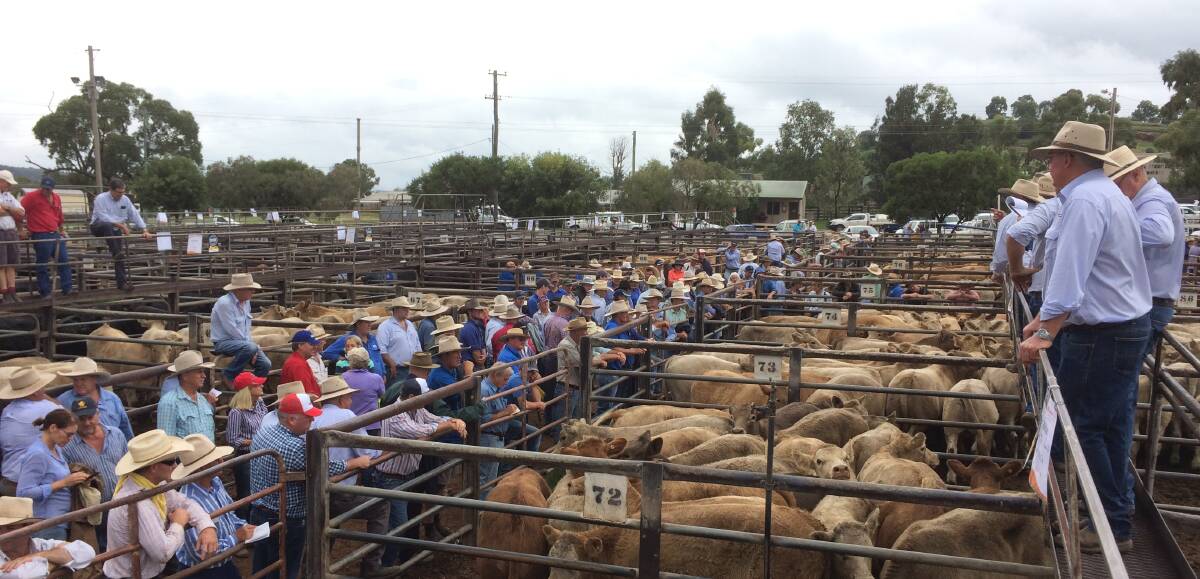 RECORD RESULT: Steers reached a top of $1516 a head and heifers sold to $1374 at the 2017 Powerhouse Liveweight Weaner Sale.