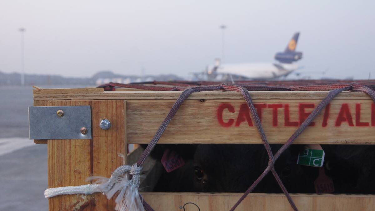 Elders exported 150 head of Australian slaughter-ready cattle into Chongqing airport in Southwest China last October and 184 head landed at Zhengzhou City today, in the second shipment.