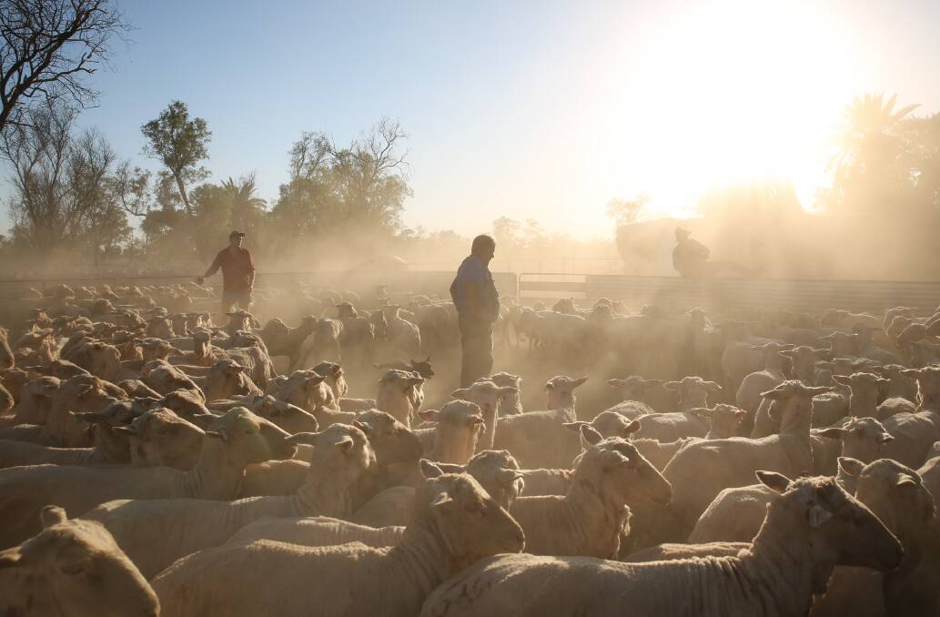 REDUCED FLOCK: Offham has reduced its flock size to about one third of the 22,660-hectare property's typical carrying capacity. Photo: CHANTEL RENAE PHOTOGRAPHY.