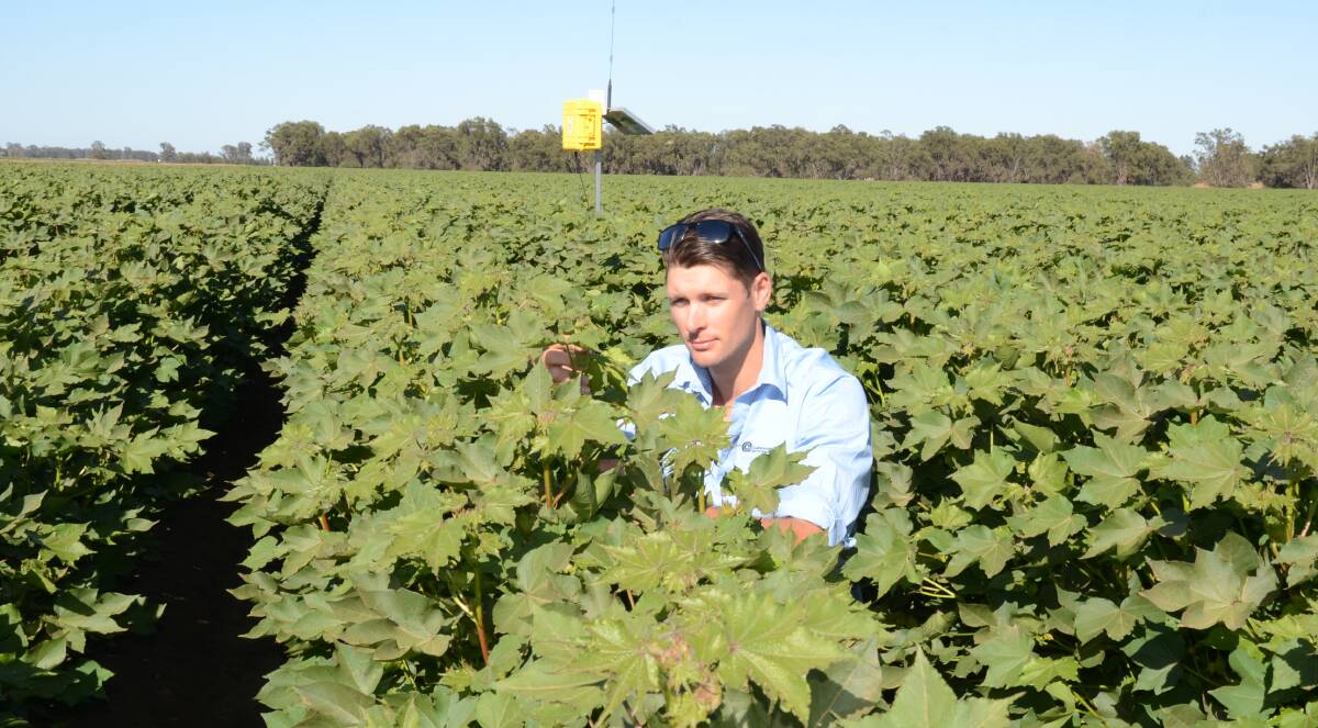 Customised Farm Management agronomist, Richard Malone, inspects the Bollgard III cotton crop now at 22 node stage within the 300 hectare irrigated planting, the first at "Bergen Park", Forbes.