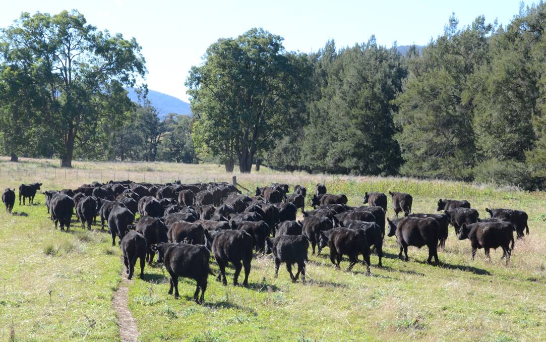 A hind-view of the weaner steers after crossing Jemmys Creek and heading to some of the greener natural grasses on the flats at Hampshire Station.